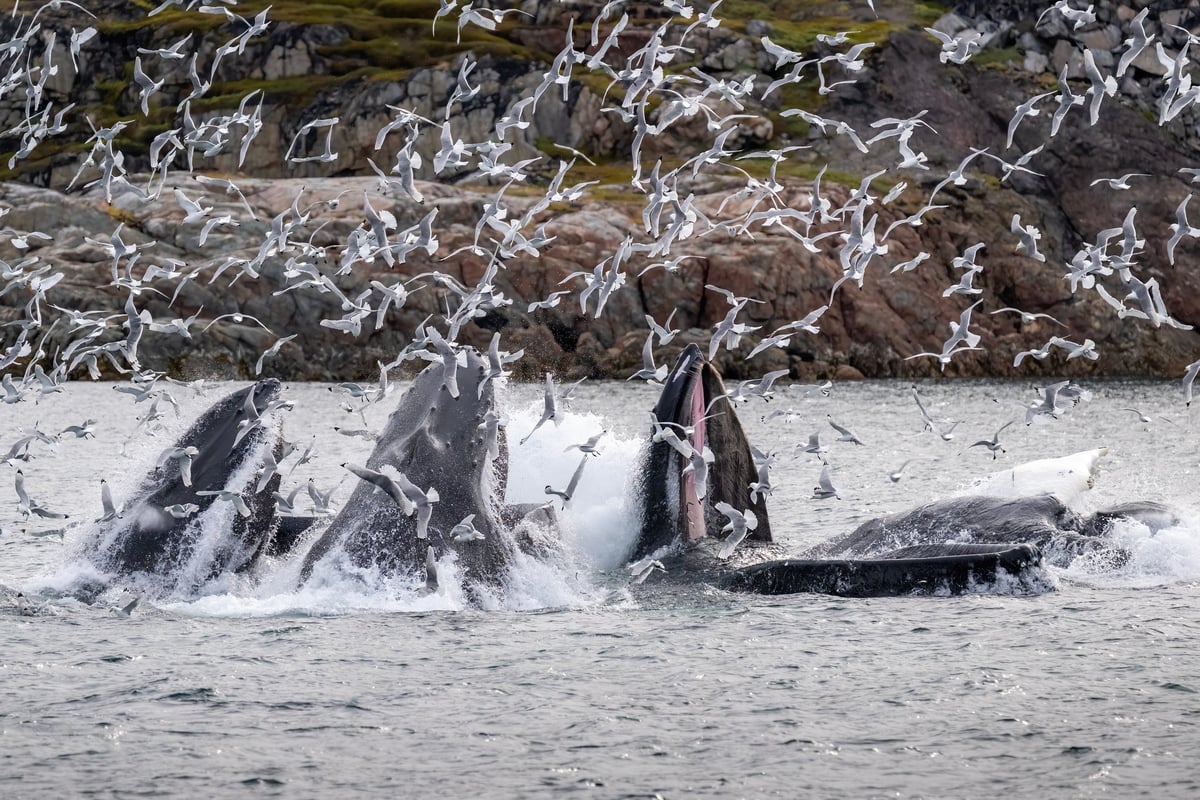 Ballenas jorobadas alimentándose en la superficie rodeadas de aves marinas