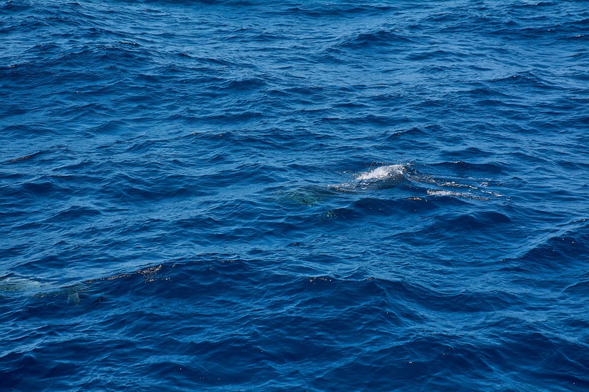 Fauna marina desplazándose en aguas del Mar de Cortés